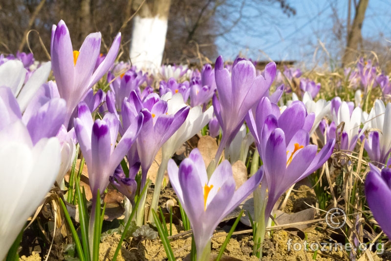 08.03.2012. Šafrani