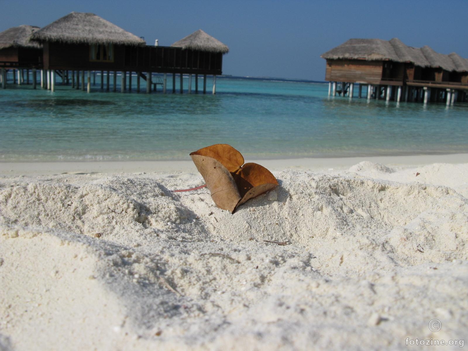 leaf on the white sand