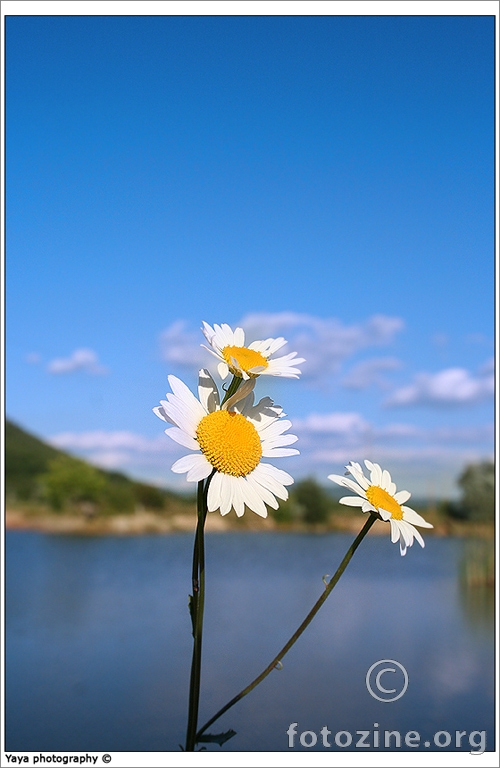 flower friends