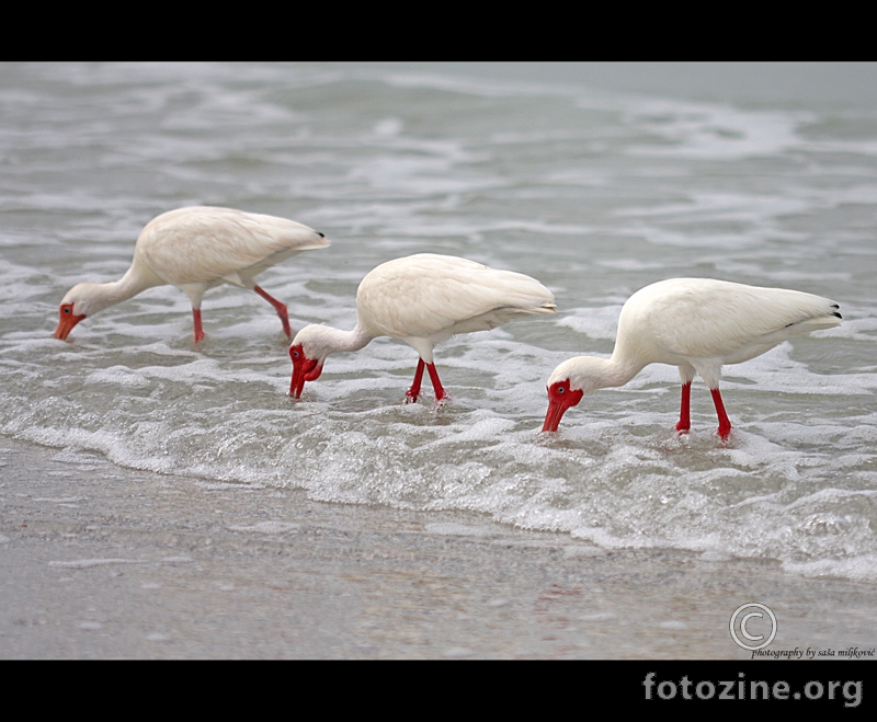 Trio fantastico