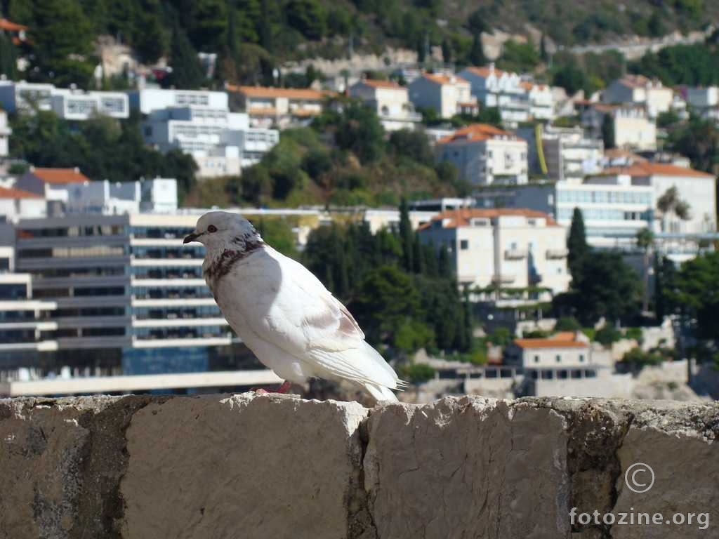 Grlica, Dubrovnik