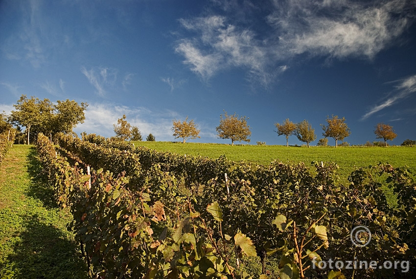 Bilogorsko vinogorje
