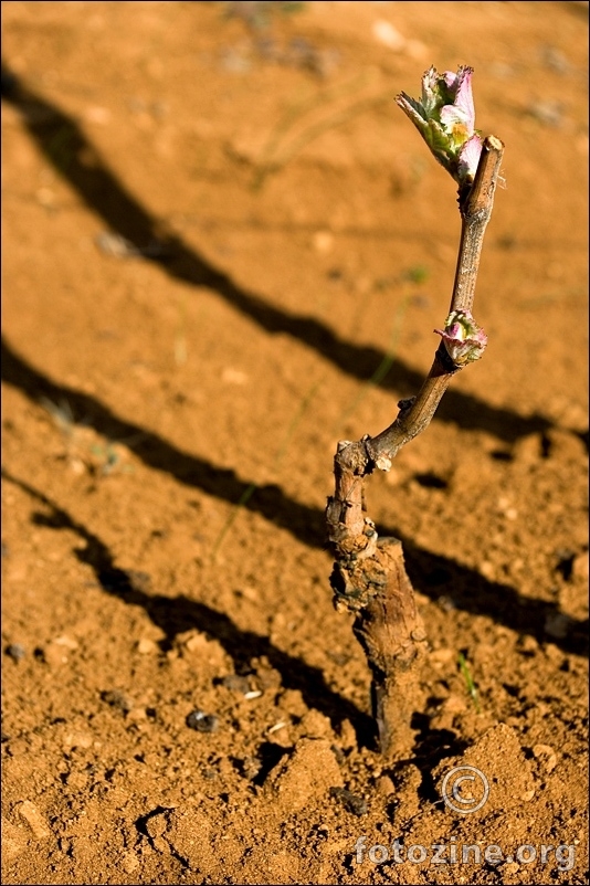 Vitis Vinifera