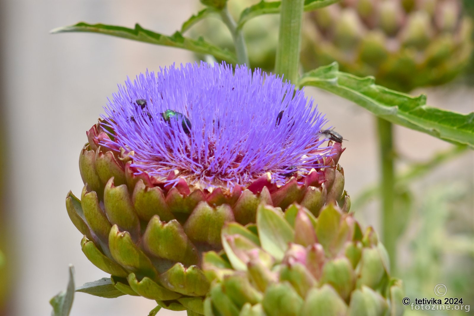 Artičoka, Cynara cardunculus