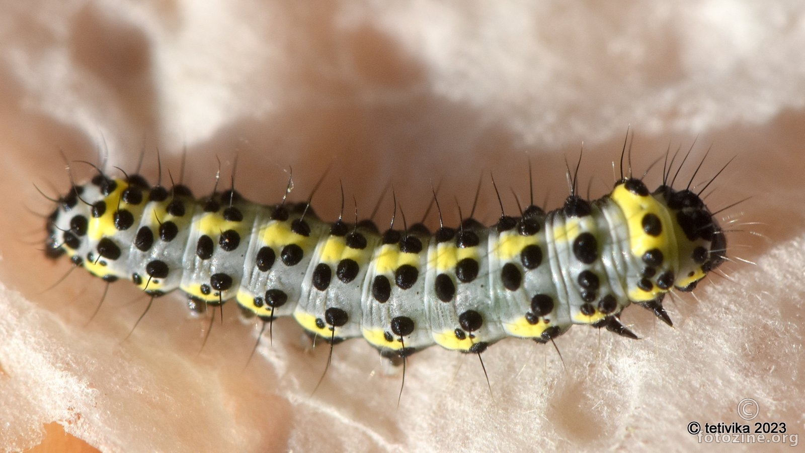 Diloba caeruleocephala