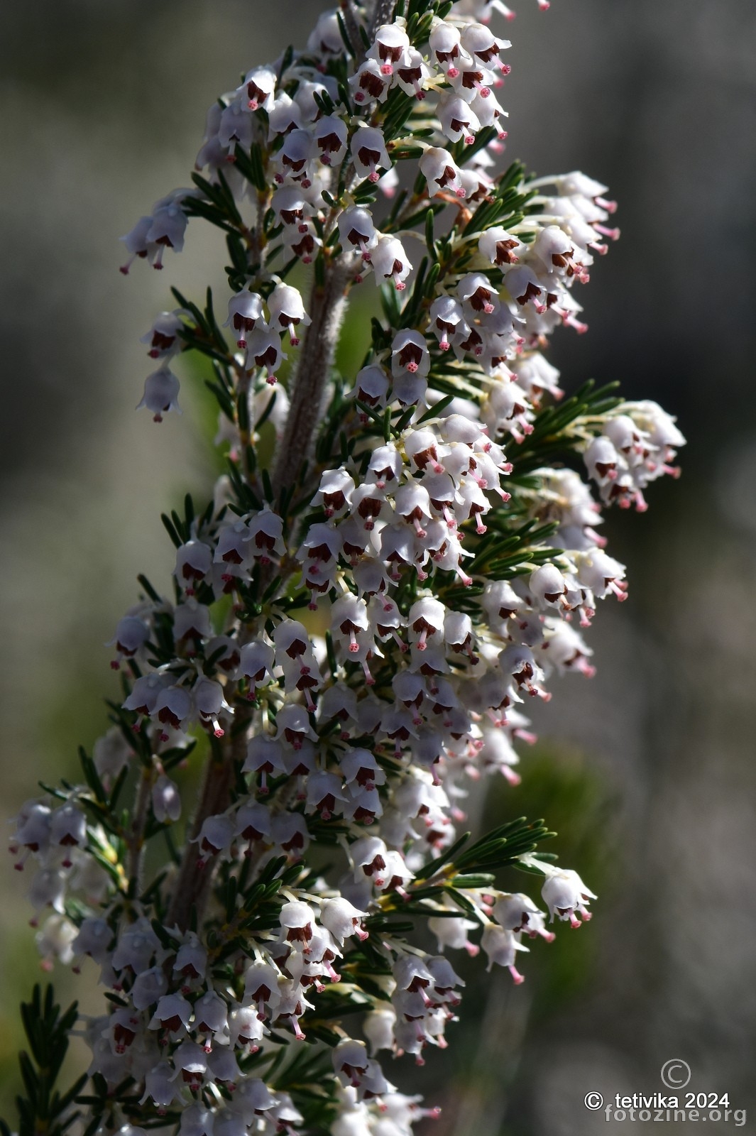 Drvenasta crnjuša, Erica arborea