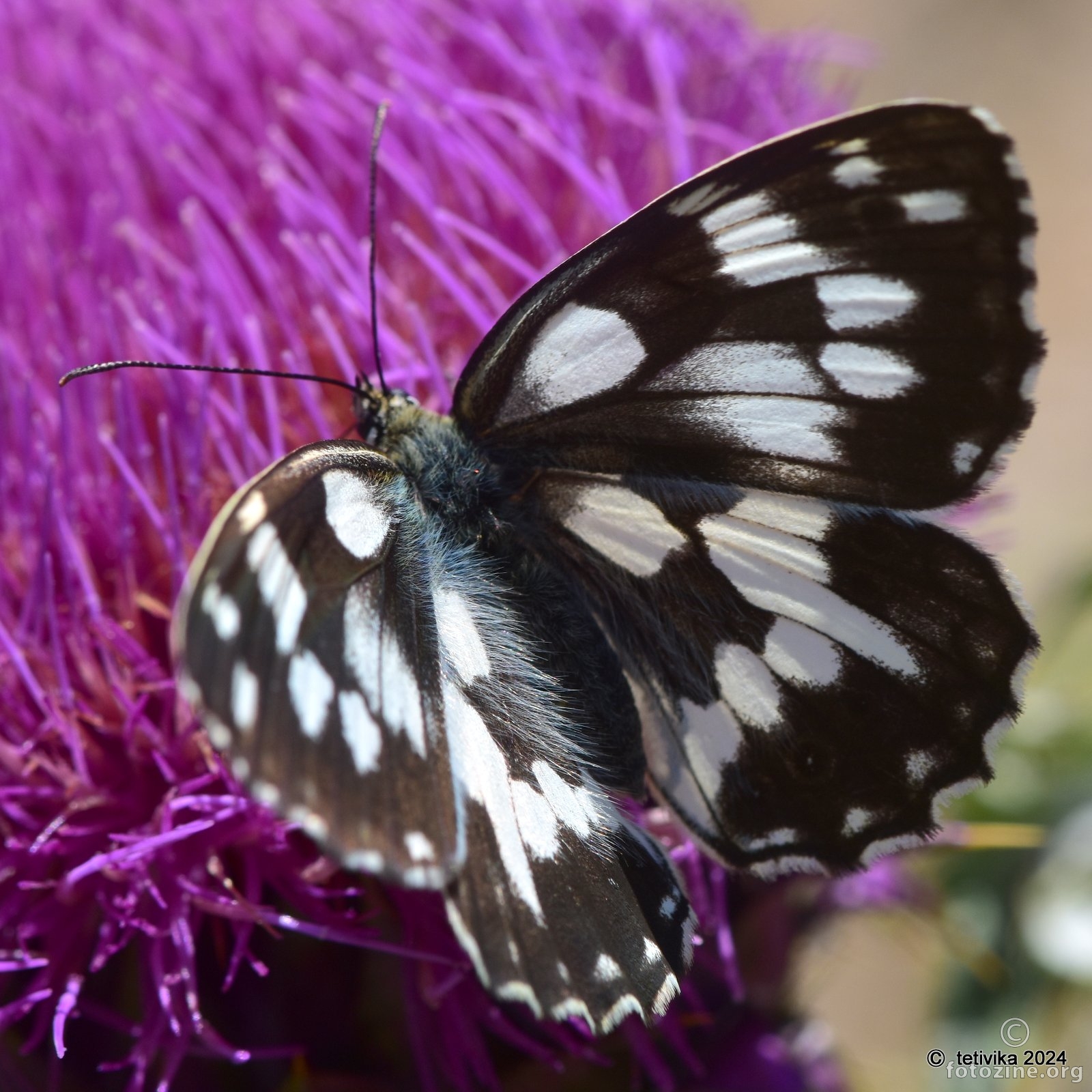 Šahovnica,  Melanargia galathea