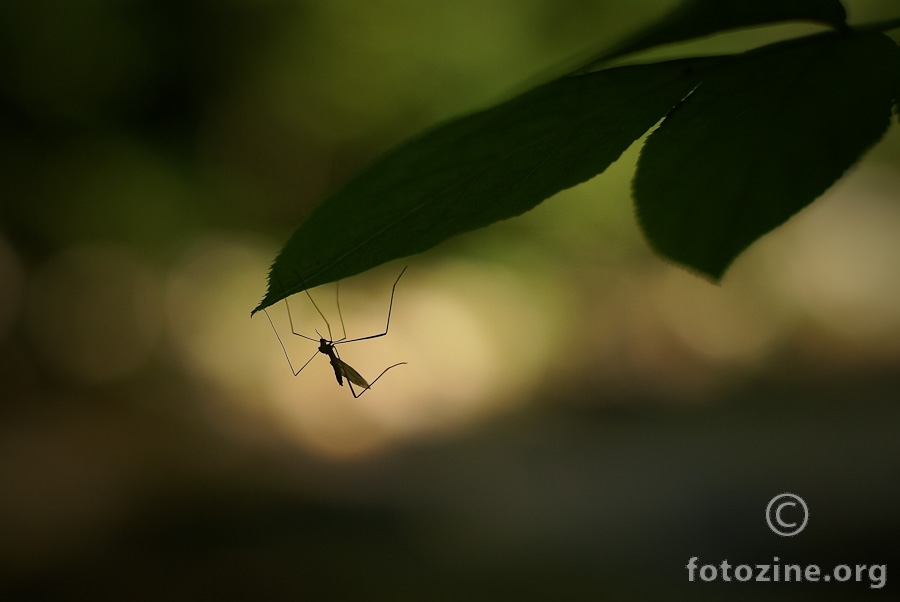 Mosquito bokeh