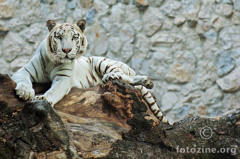 White Tigers 