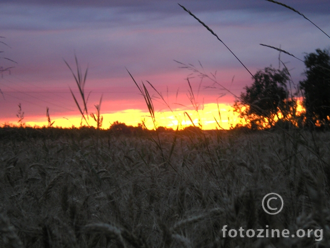 Žitno polje