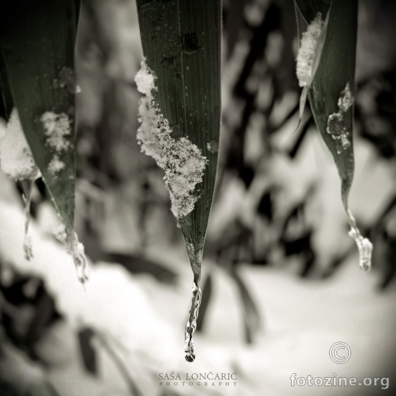 Frozen leaves