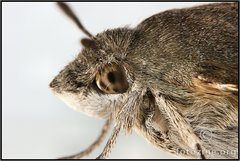 Portret obične golupke (Macroglossum stellatarum)