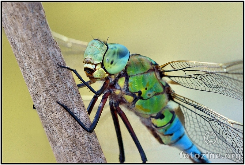 Anax Imperator... closer 