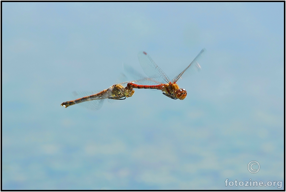 Sympetrum striolatum (ili 'breskwice' u letu :)