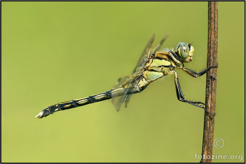 Orthetrum cancellatum, female