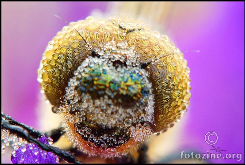 Dragonfly eyedrops