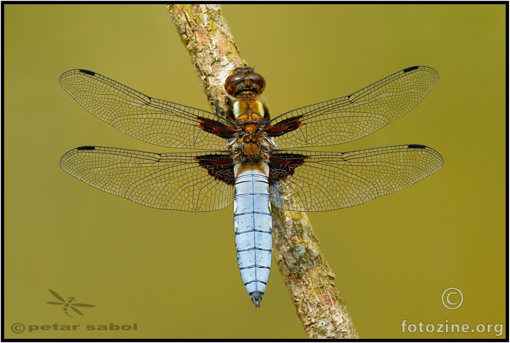 Libellula depressa odozgo