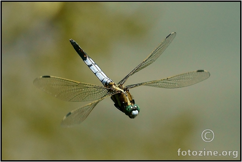 Dragonfly in flight