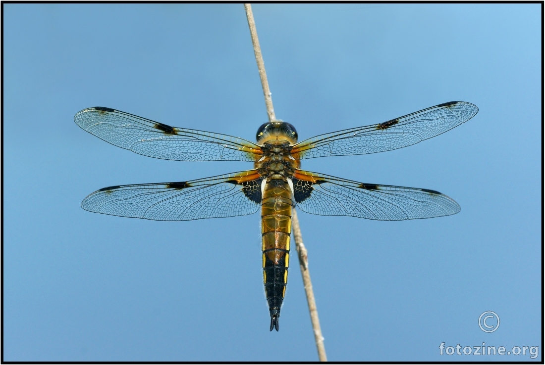 Libellula quadrimaculata