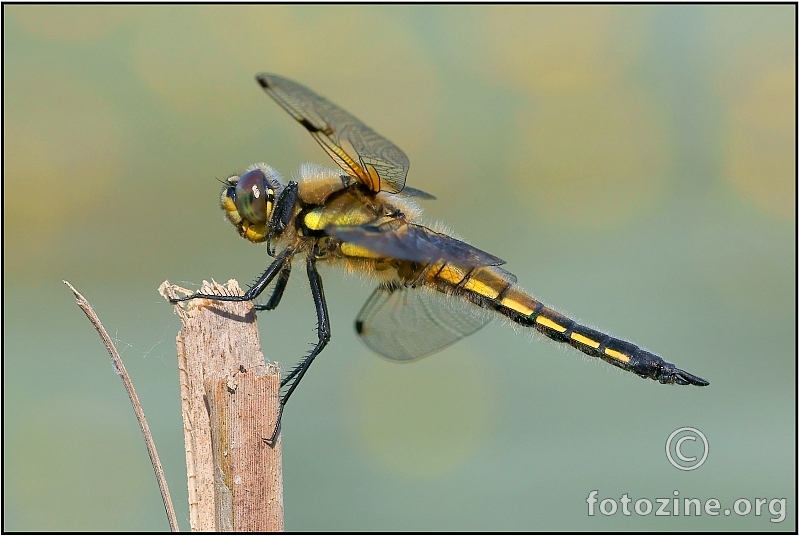 libellula quadrimaculata