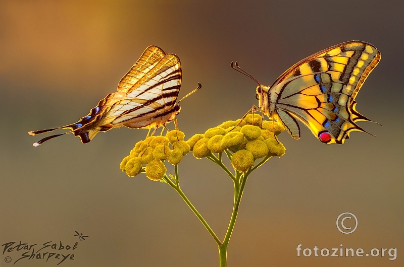 Swallowtail beauty contest