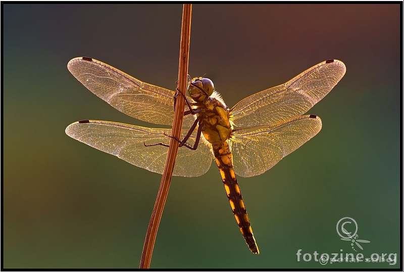 Golden wings