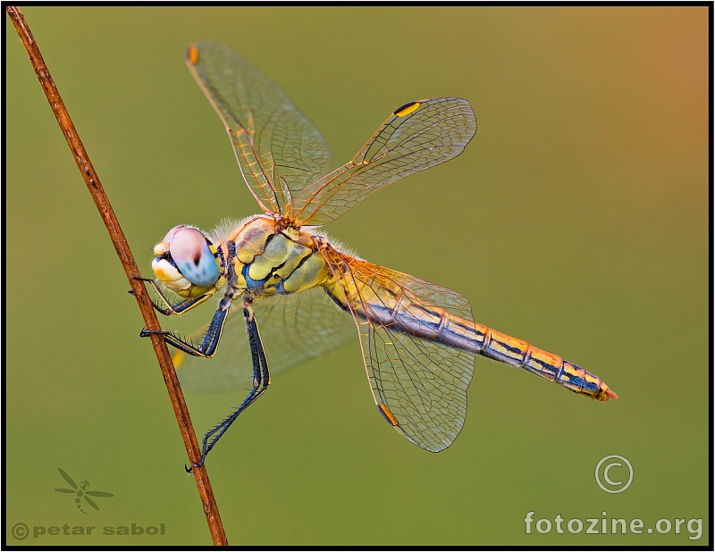 Sympetrum fonscolombii