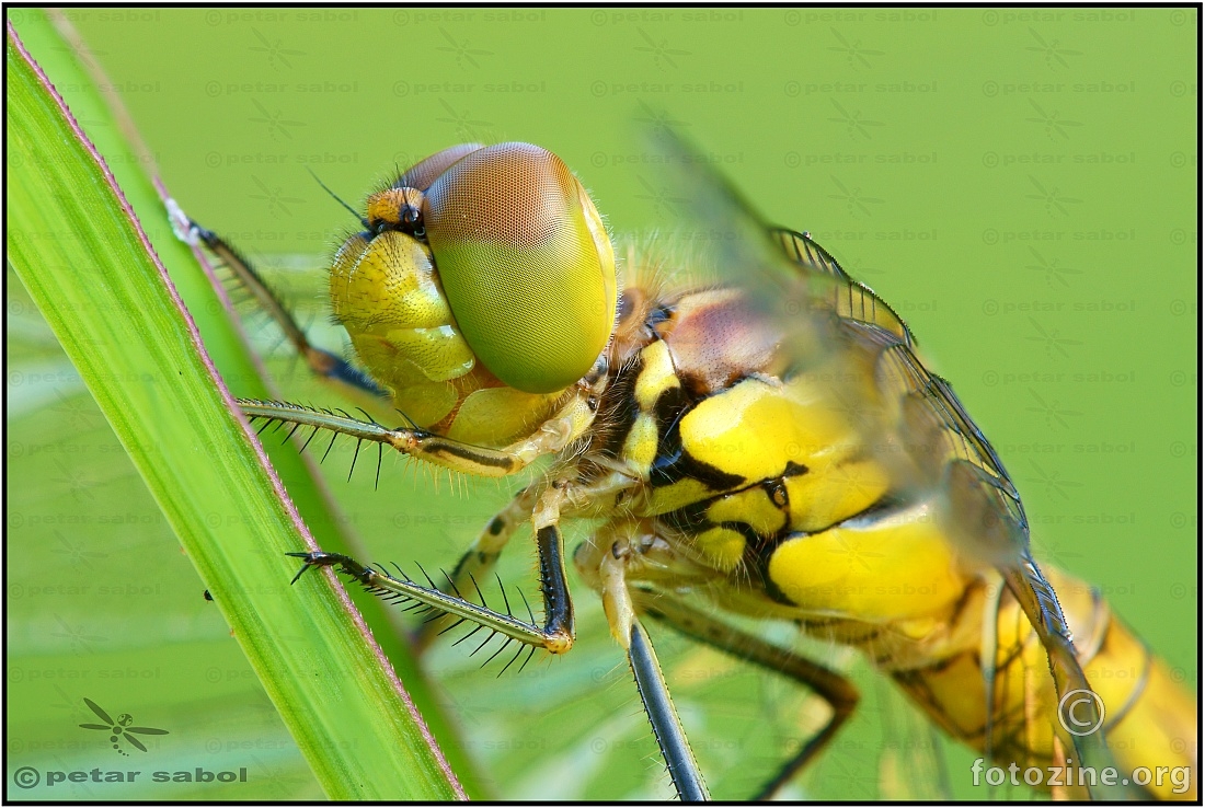 sympetrum striolatum