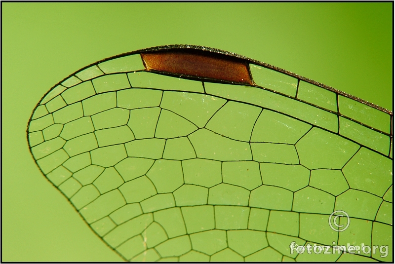 Dragonfly wing