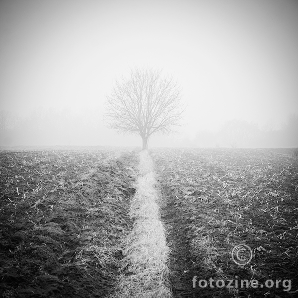 lost in the fog