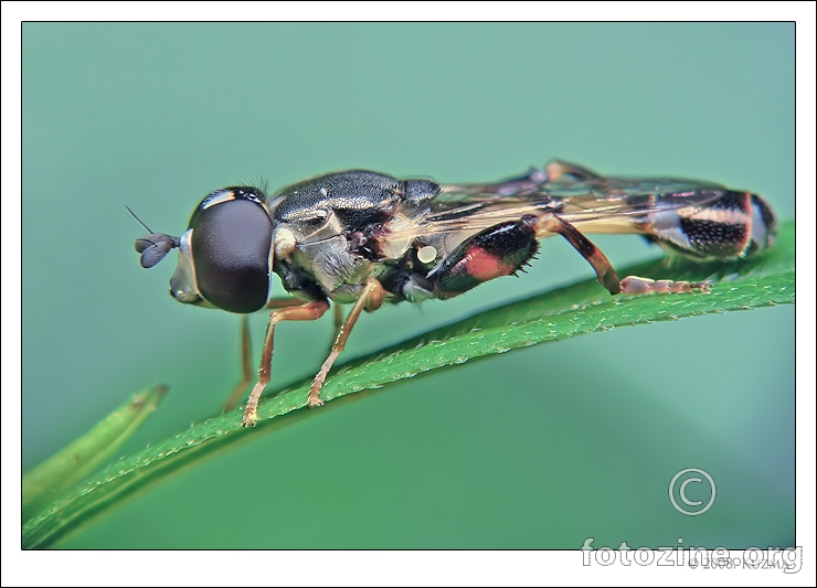 Syrphidae