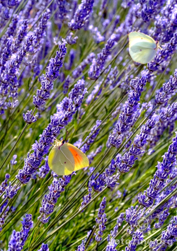 Lavanda