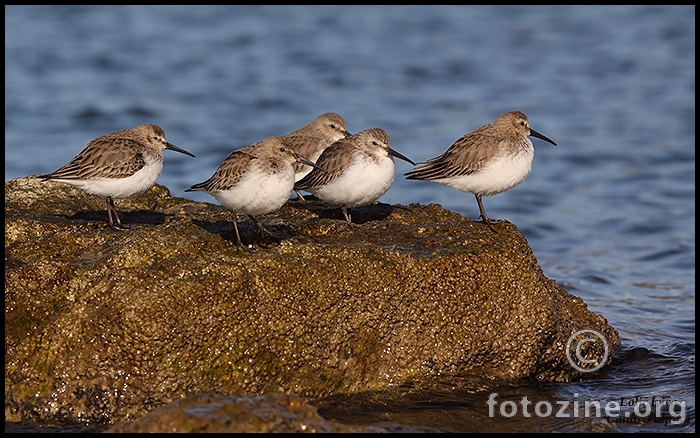 Žalar cirikavac-calidris alpina