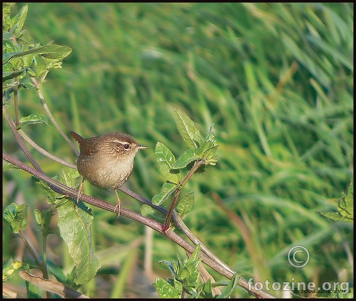 Palčić (troglodytes troglodytes)