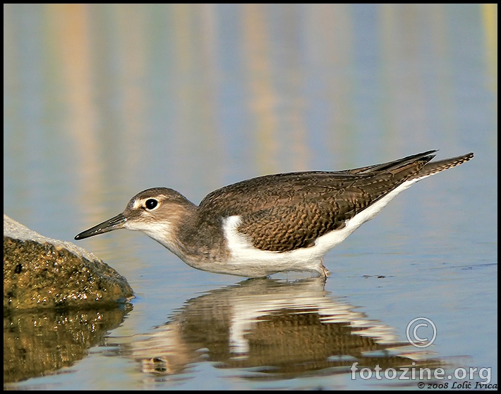 Mala prutka (actitis hypoleucos)