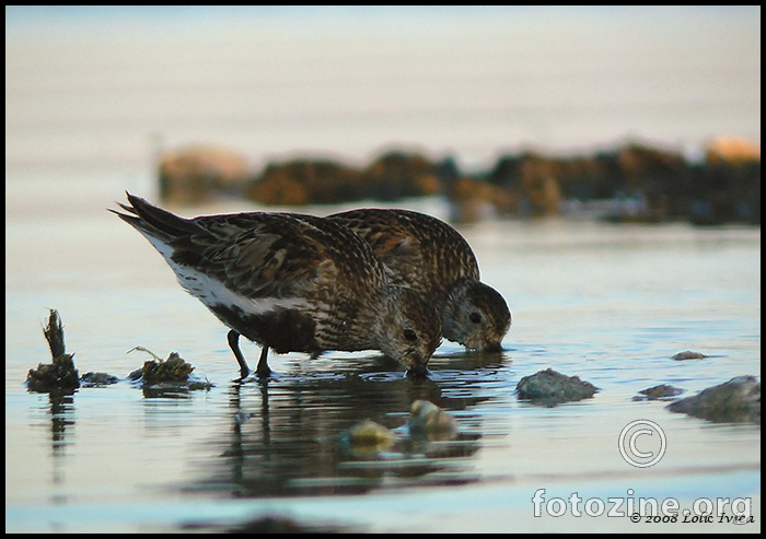 Žalar cirikavac (calidris alpina)