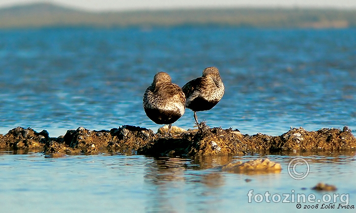 Žalar cirikavac (calidris alpina)