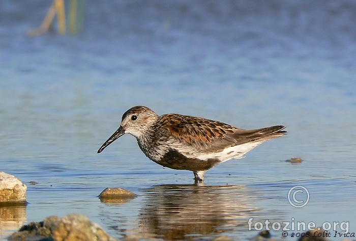 Žalar cirikavac (calidris alpina)