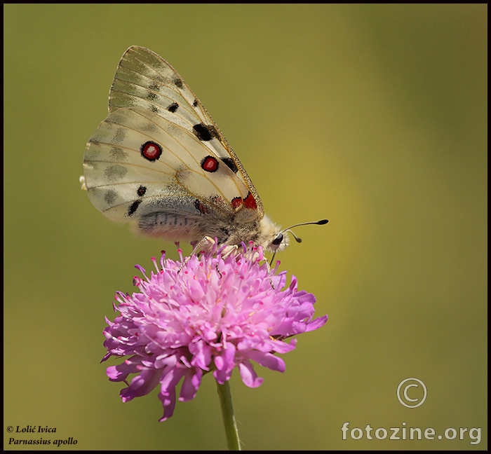 Apolon (Parnassius apollo)