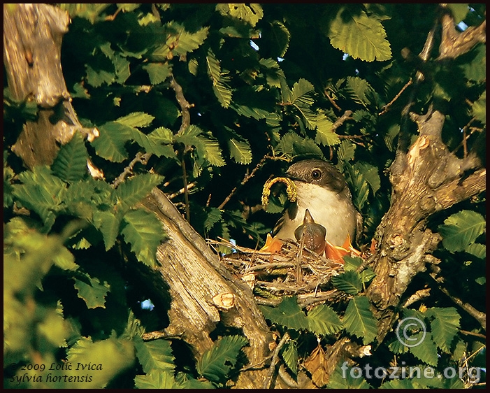 Velika grmuša (sylvia hortensis)