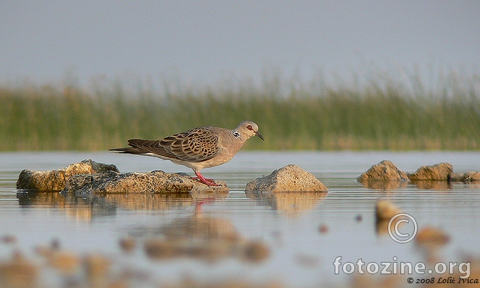 Grlica (streptopelija turtur)