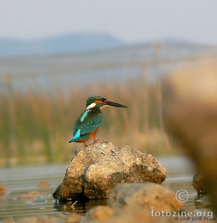 Vodomar (alcedo atthis)