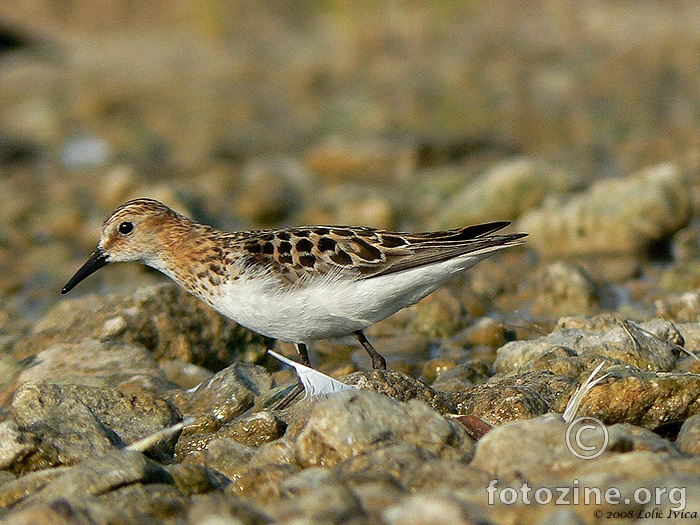 Mali žalar (calidris minuta)