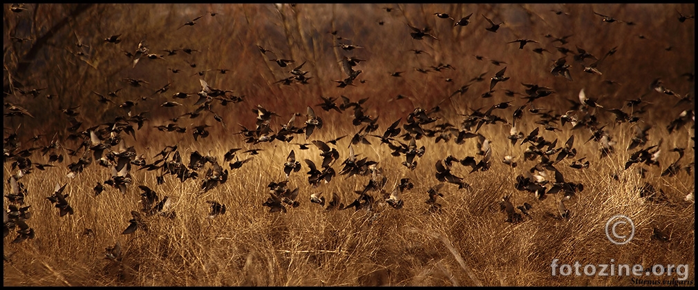 Čvorak (Sturnus vulgaris)	