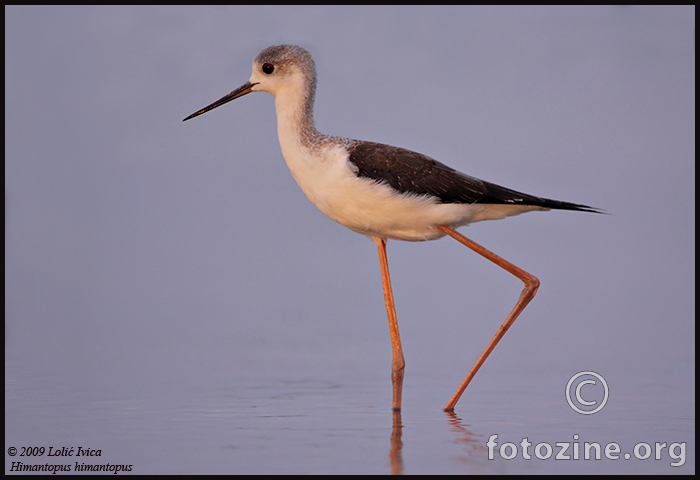 Vlastelica (himantopus himantopus)