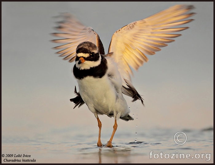 Kulik blatarić (Charadrius hiaticula)