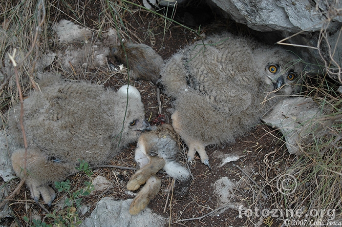 Sova ušara (bubo bubo)