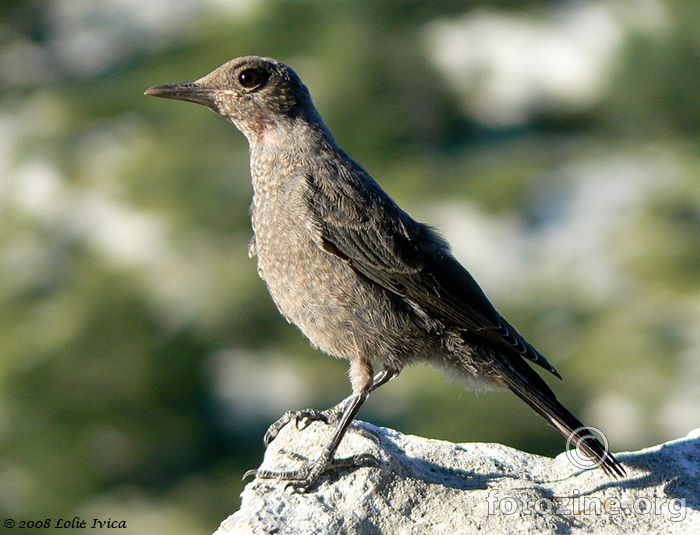 Modrokos (Monticola solitarijus)-juv