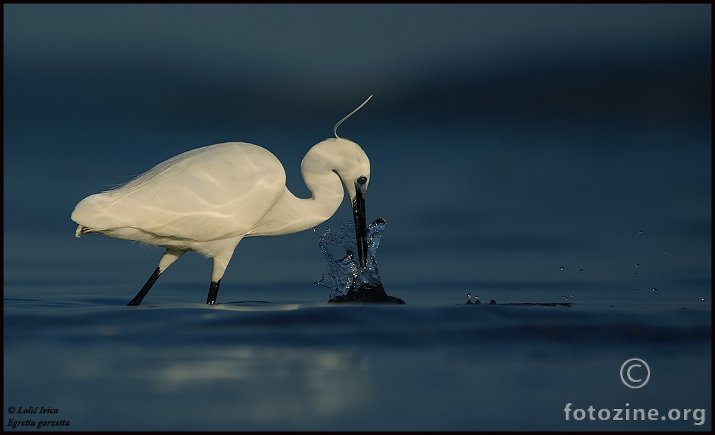 Mala bijela  čaplja (Egretta garzetta)