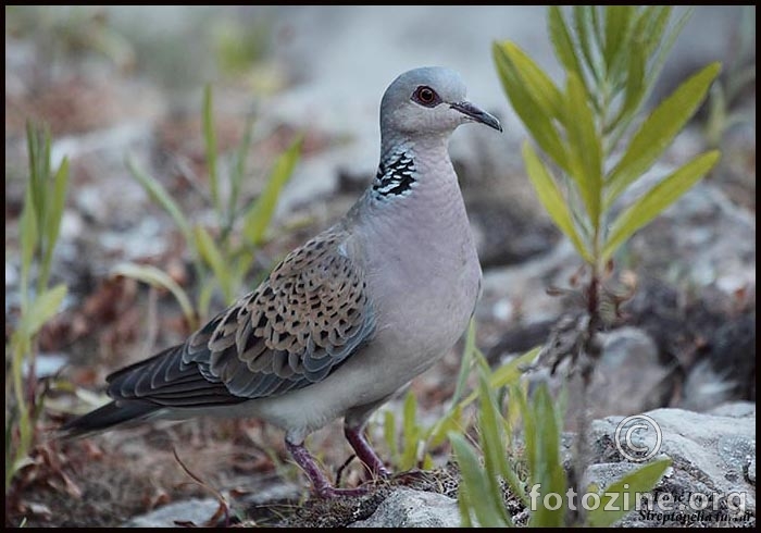 Grlica (Streptopelia turtur)